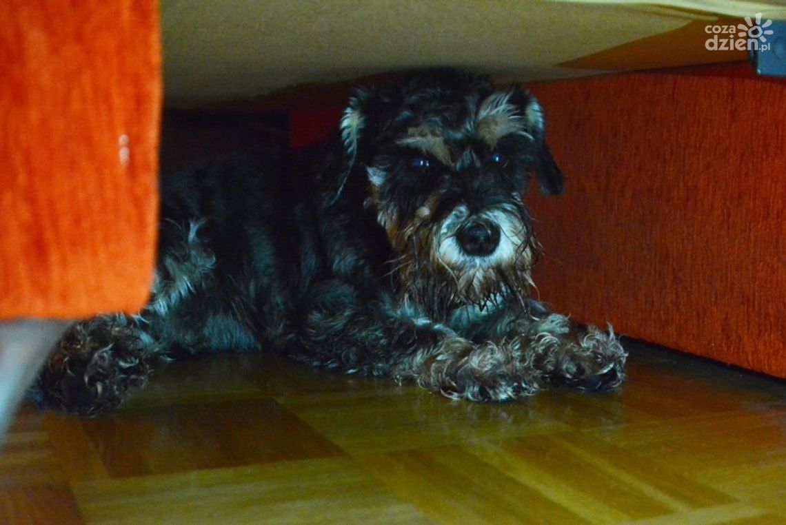 Jak ochronić czworonoga przed hałasem?