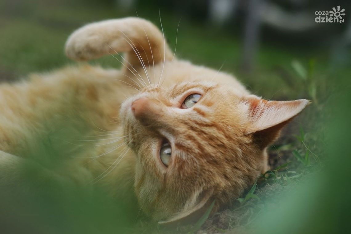 Jak podróżować z kotem?