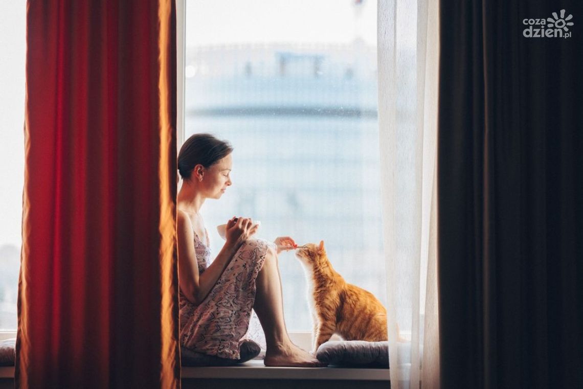 Jak pokonać uparciucha? Przestawianie kota na zdrowszą dietę krok po kroku