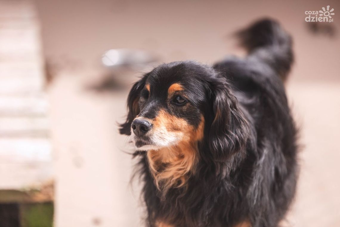 Jak pomóc psu w upalne dni? Jak pomóc psu w upalne dni?