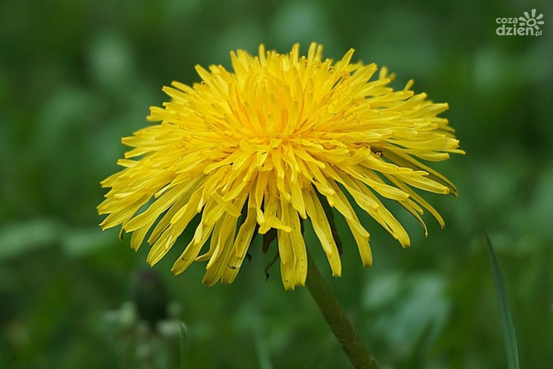 Jak rozróżnić mniszek lekarski od mlecza?