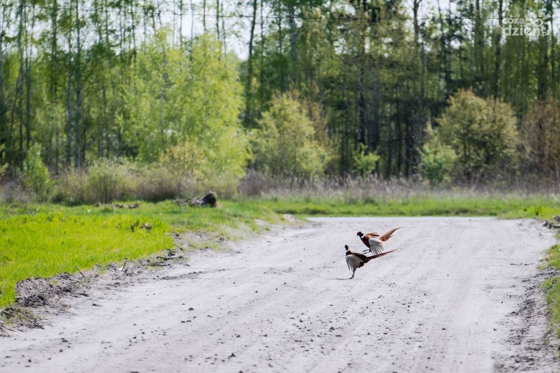 Jak wygląda trasa Co Za Jazda! Skaryszew? Zobaczcie