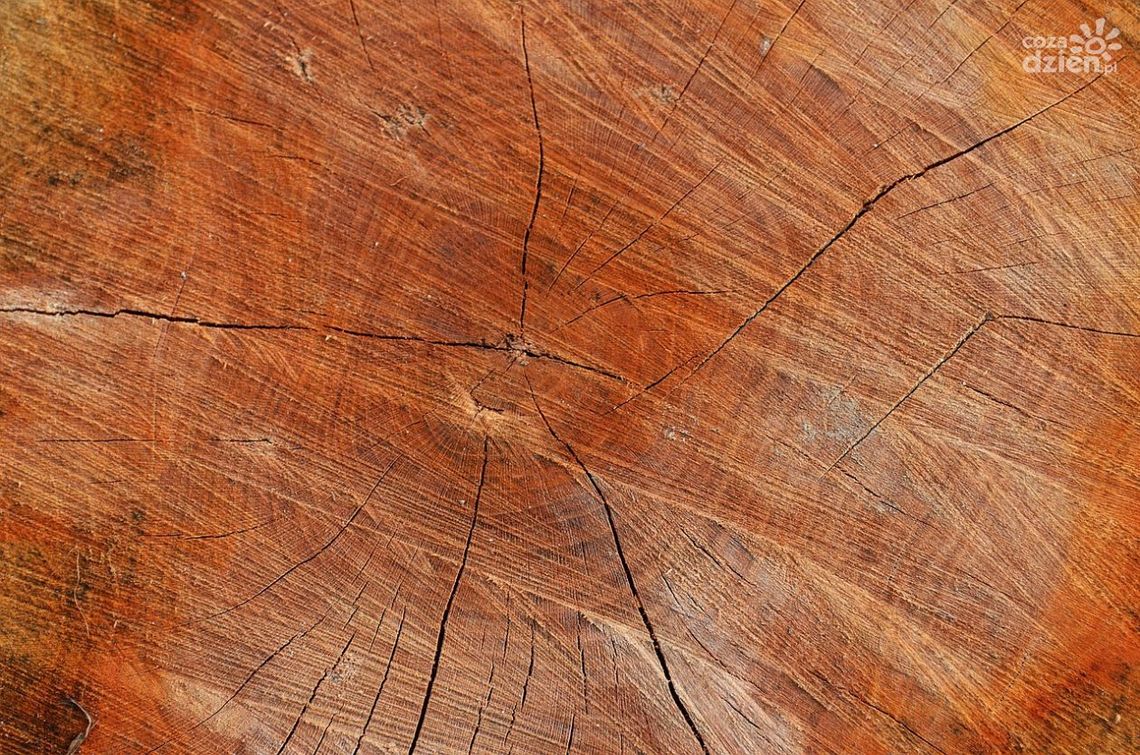 Jak zwiększyć efektywność produkcji w tartaku dzięki wielopiłom i obrzynarkom? Jak zwiększyć efektywność produkcji w tartaku dzięki wielopiłom i obrzynarkom?