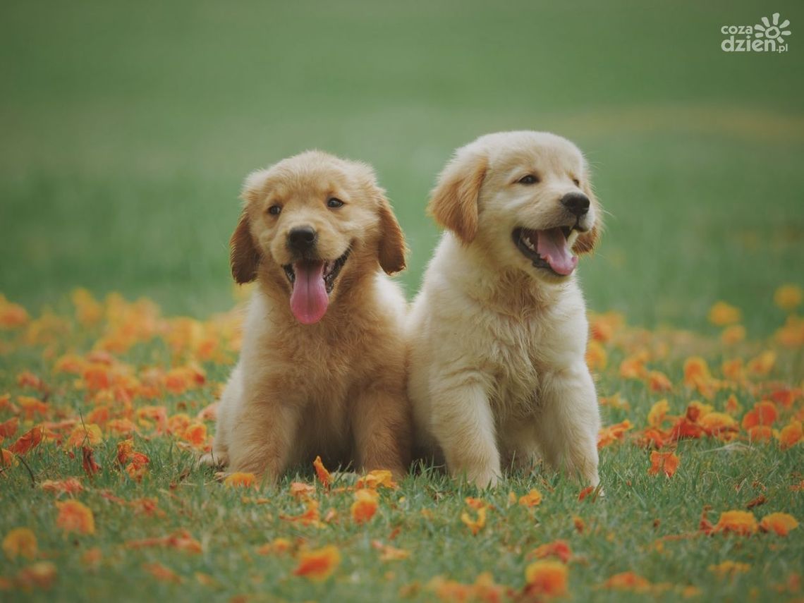 Jaka karma dla małych psów będzie odpowiednia?