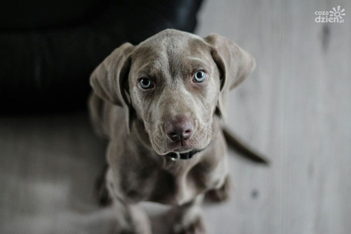 Jakie marki środków dla zwierząt wybrać?