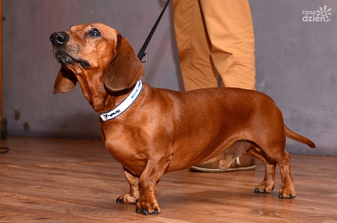 Jamnik z Radomia nagrodzony w Krakowie! ZOBACZ ZDJĘCIA