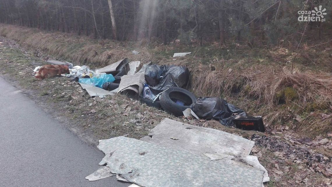 Jedlińsk. Z lasu zrobił śmietnisko 