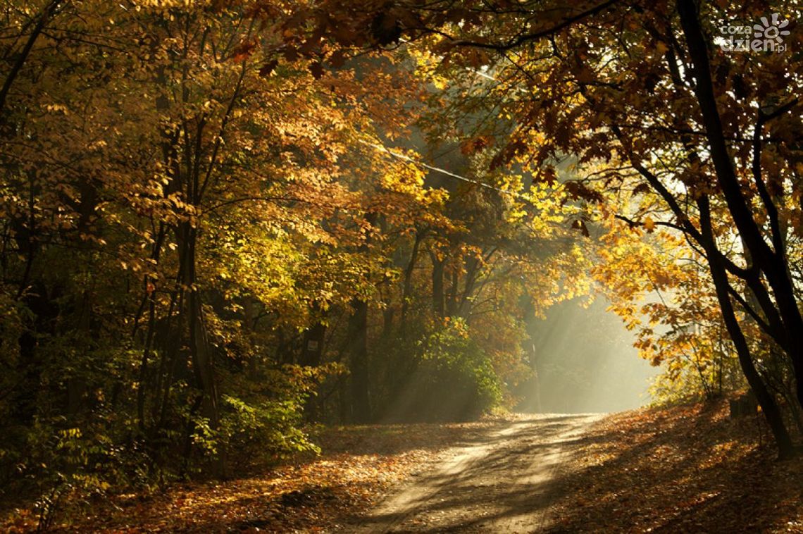 JEDLNIA-LET.: "Znalazł rozwiązanie problemu" JEDLNIA-LET.: "Znalazł rozwiązanie problemu"