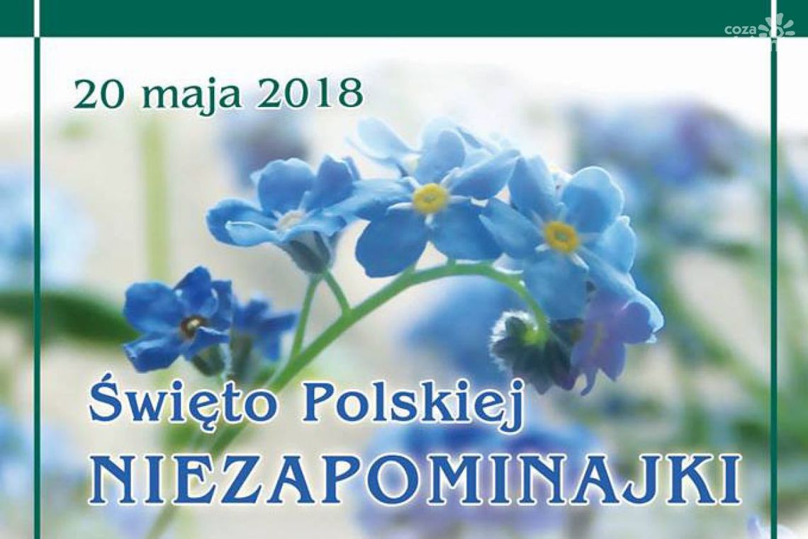 Jedlnia Letnisko. Już niebawem święto niezapominajki