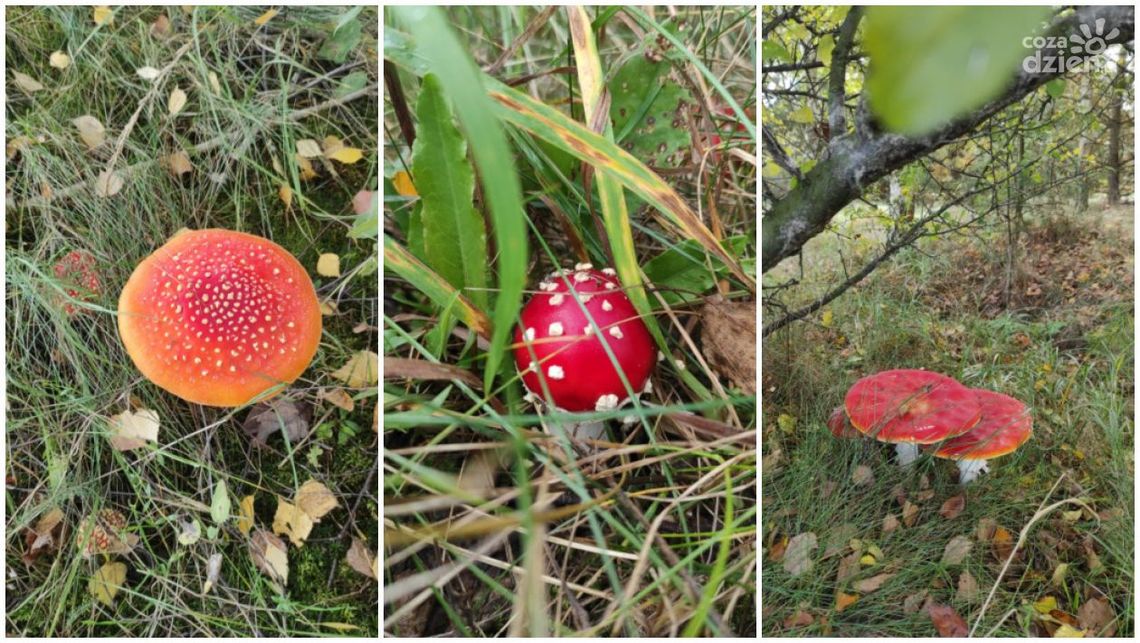 Jedzą muchomory. Głupie, nieodpowiedzialne, grozi psychozą Jedzą muchomory. Głupie, nieodpowiedzialne, grozi psychozą