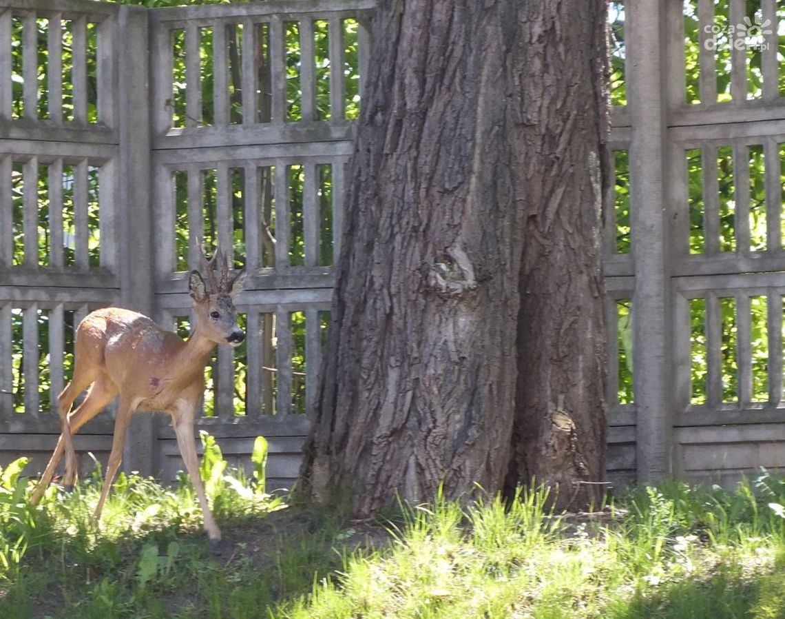 Jelonek z przychodni z powrotem w lesie.