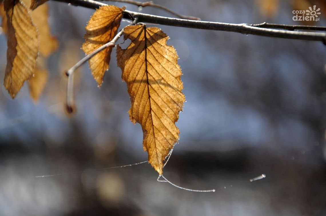 „Jesienne zadumy” Polakowskiej