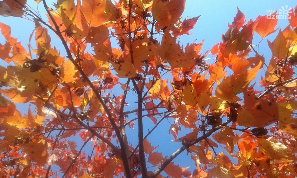 Jesienny foto spacer po Radomiu