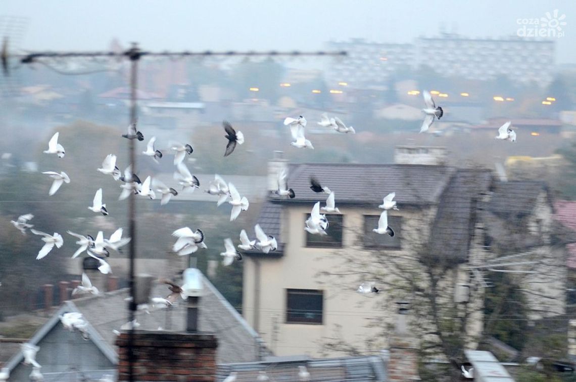 Jest Port Lotniczy, gołębie do likwidacji Jest Port Lotniczy, gołębie do likwidacji