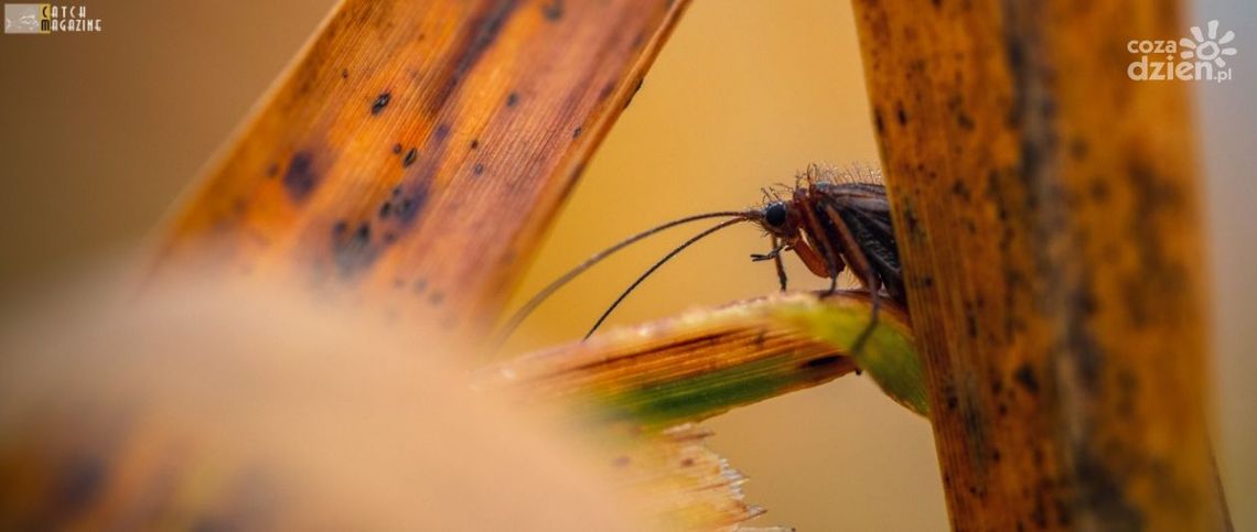 Jest z Kozienic. Jako pierwszy Polak publikuje w „Catch Magazine”