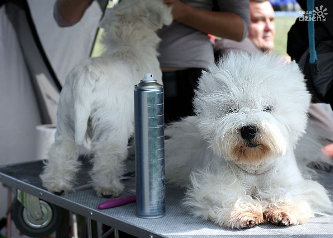 Już za nami XXVII Krajowa Wystawa Psów Rasowych