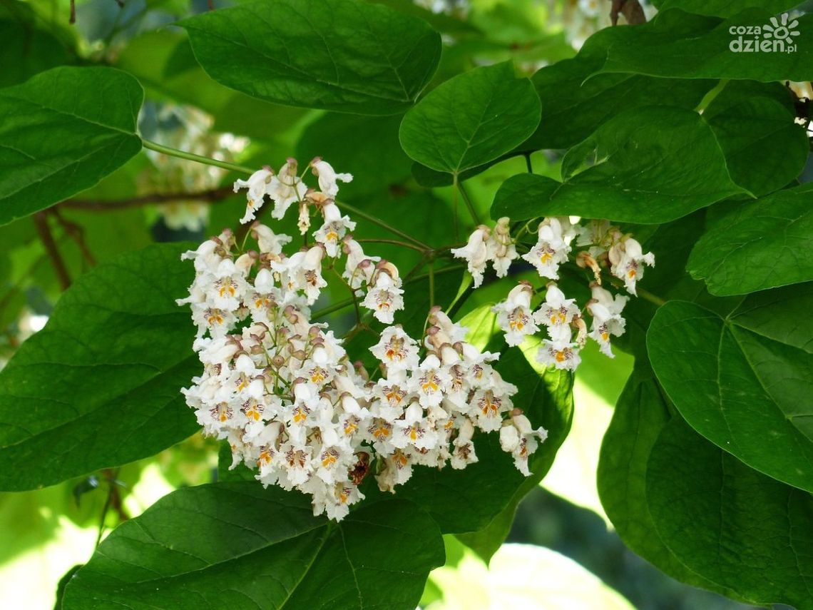 Katalpa na pniu – uprawa i pielęgnacja