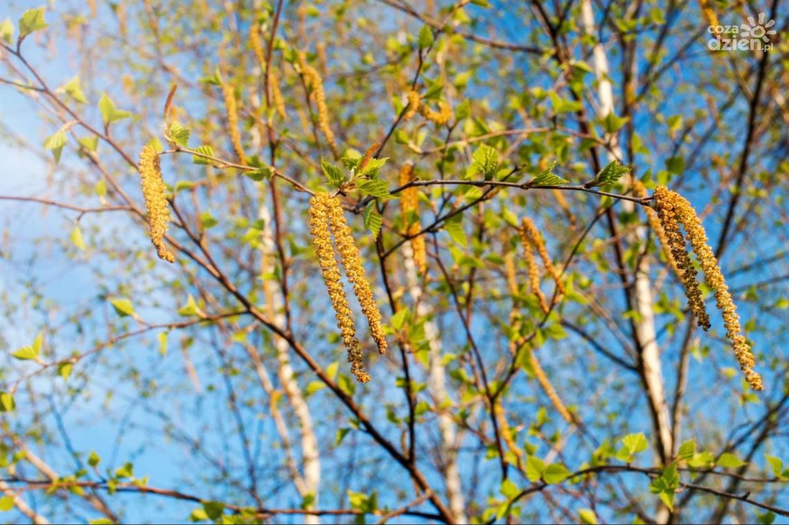Kiedy pyli brzoza, topola i dąb? Jakie są objawy alergii na pyłki?