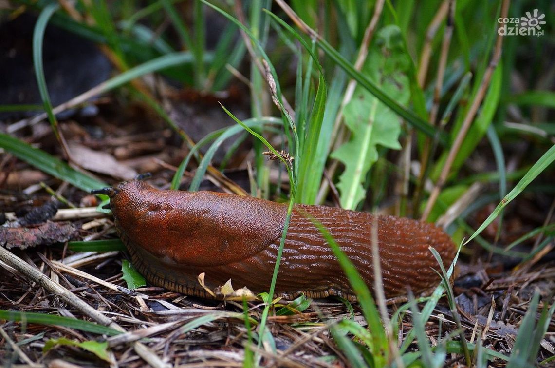 Kilka skutecznych sposobów na pozbycie się ślimaków z ogrodu