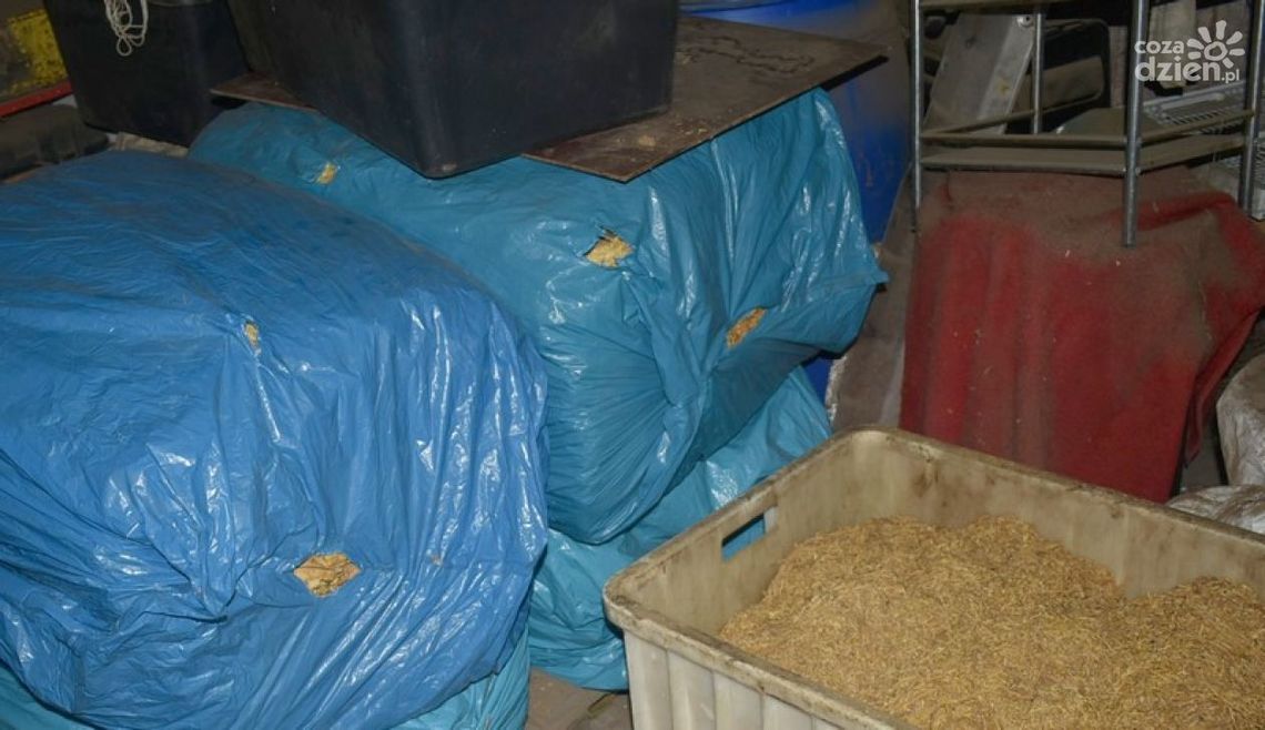 Kilkaset kilogramów nielegalnego tytoniu Kilkaset kilogramów nielegalnego tytoniu