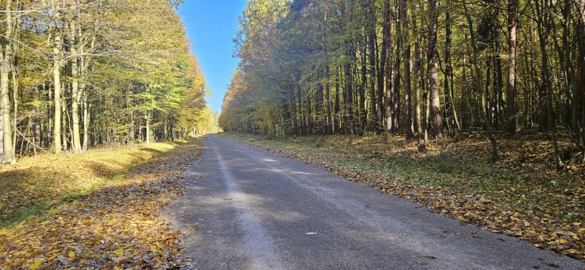 Królewski Gościniec w Puszczy Kozienickiej