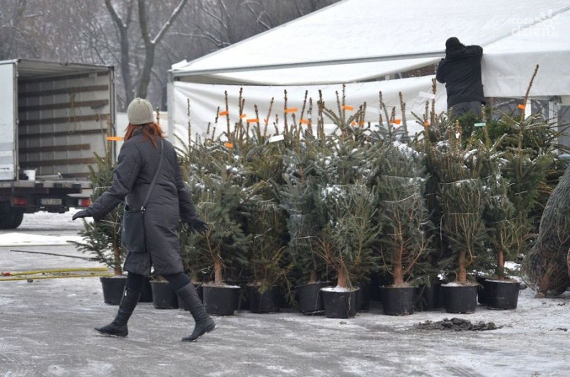 Kłusownicy i złodzieje choinek drżyjcie! Kłusownicy i złodzieje choinek drżyjcie!