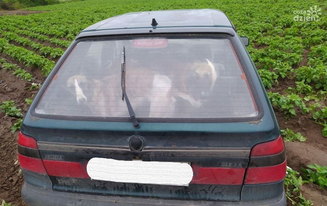 Kłusownicy zatrzymani. Mieli w samochodzie charty, które polowały na zające 