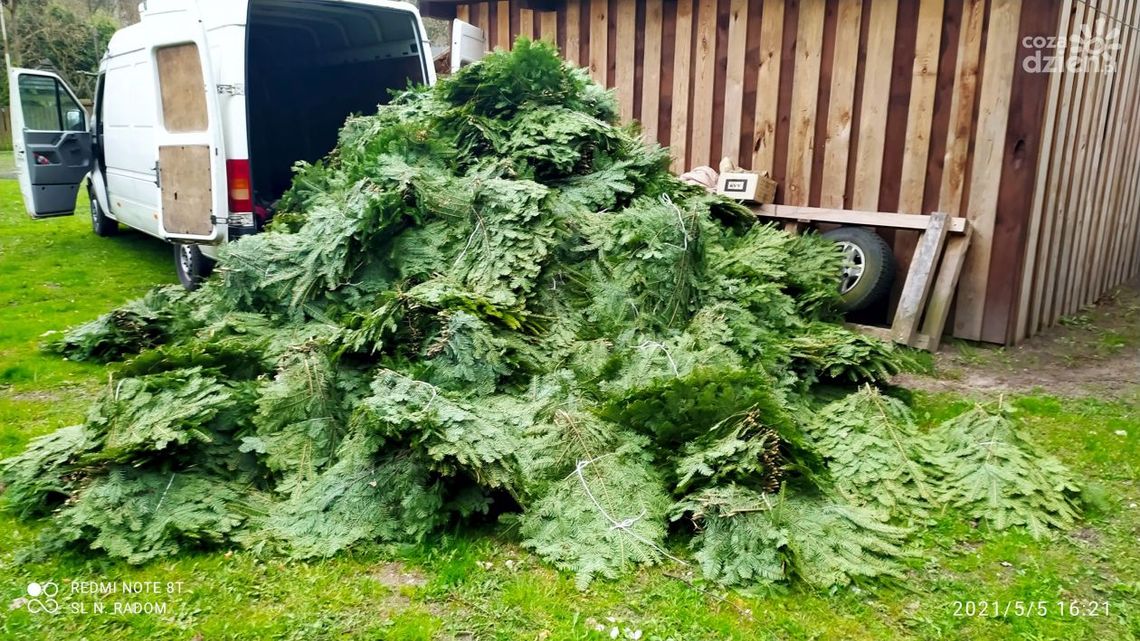 Kolejna kradzież stroiszu. Złodzieje złapani na gorącym uczynku