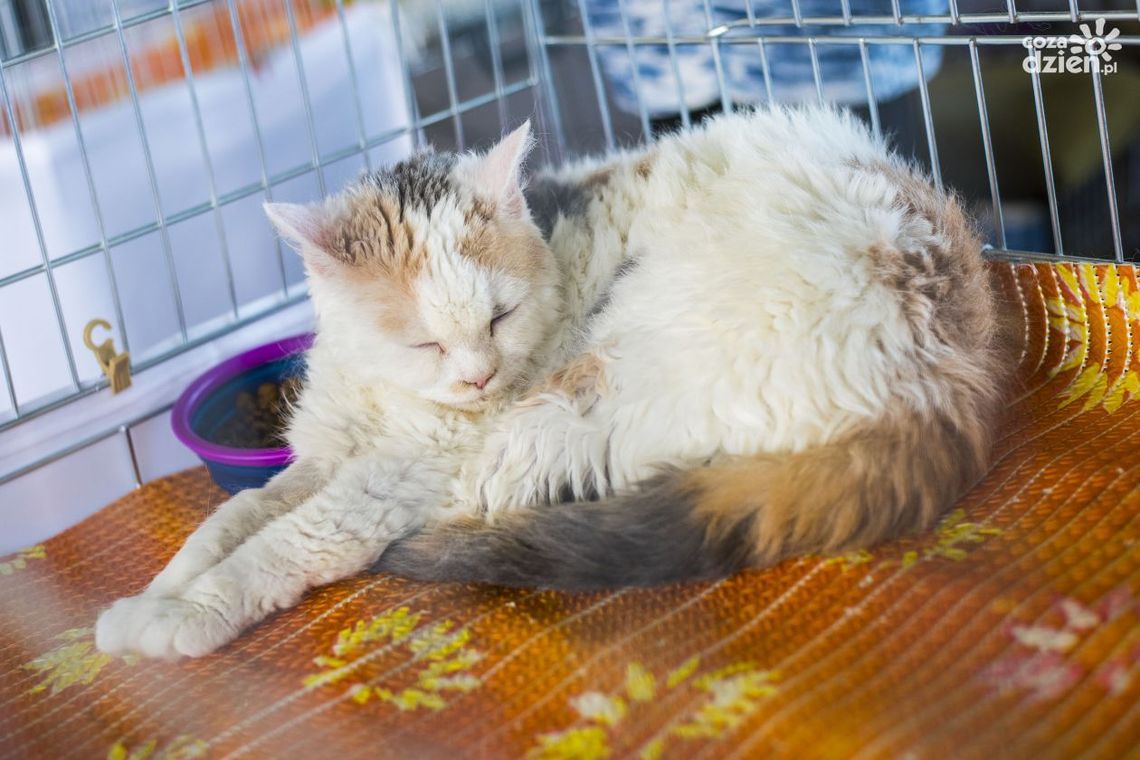 Kolejne przypadki wścieklizny Kolejne przypadki wścieklizny