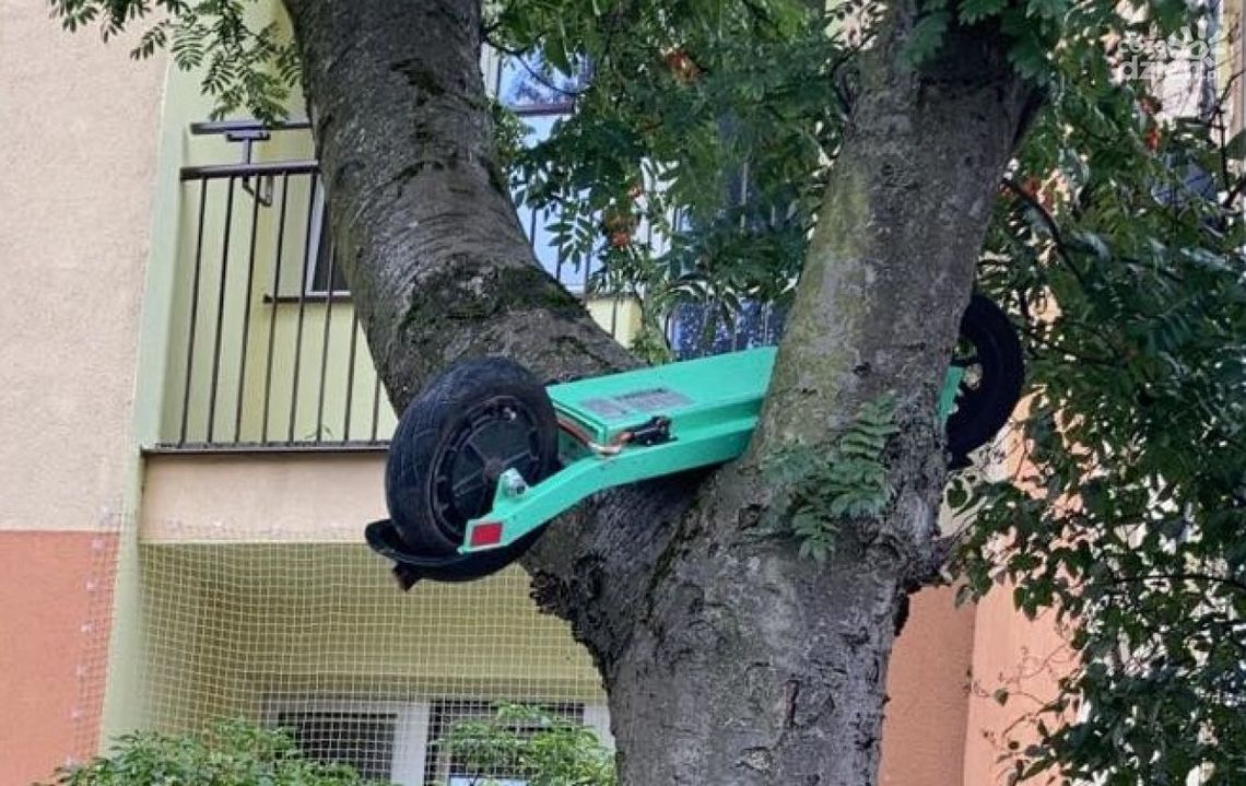 Kolejny „lagun”? Hulajnoga na drzewie Kolejny „lagun”? Hulajnoga na drzewie