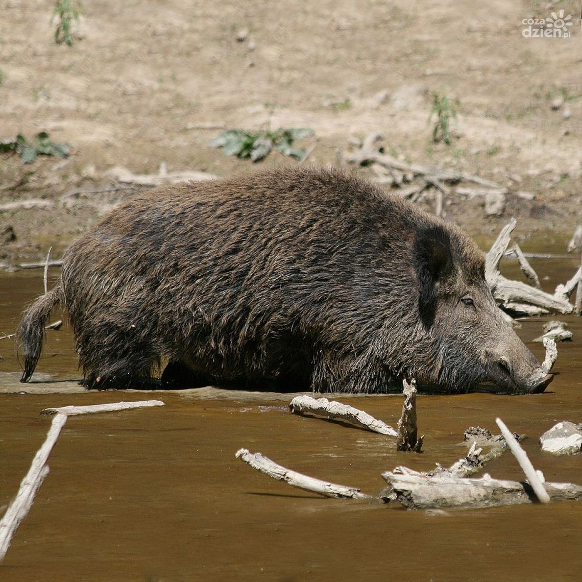 Kolejny odstrzelony dzik z przeciwciałami ASF. Istnieje zagrożenie? Kolejny odstrzelony dzik z przeciwciałami ASF. Istnieje zagrożenie?