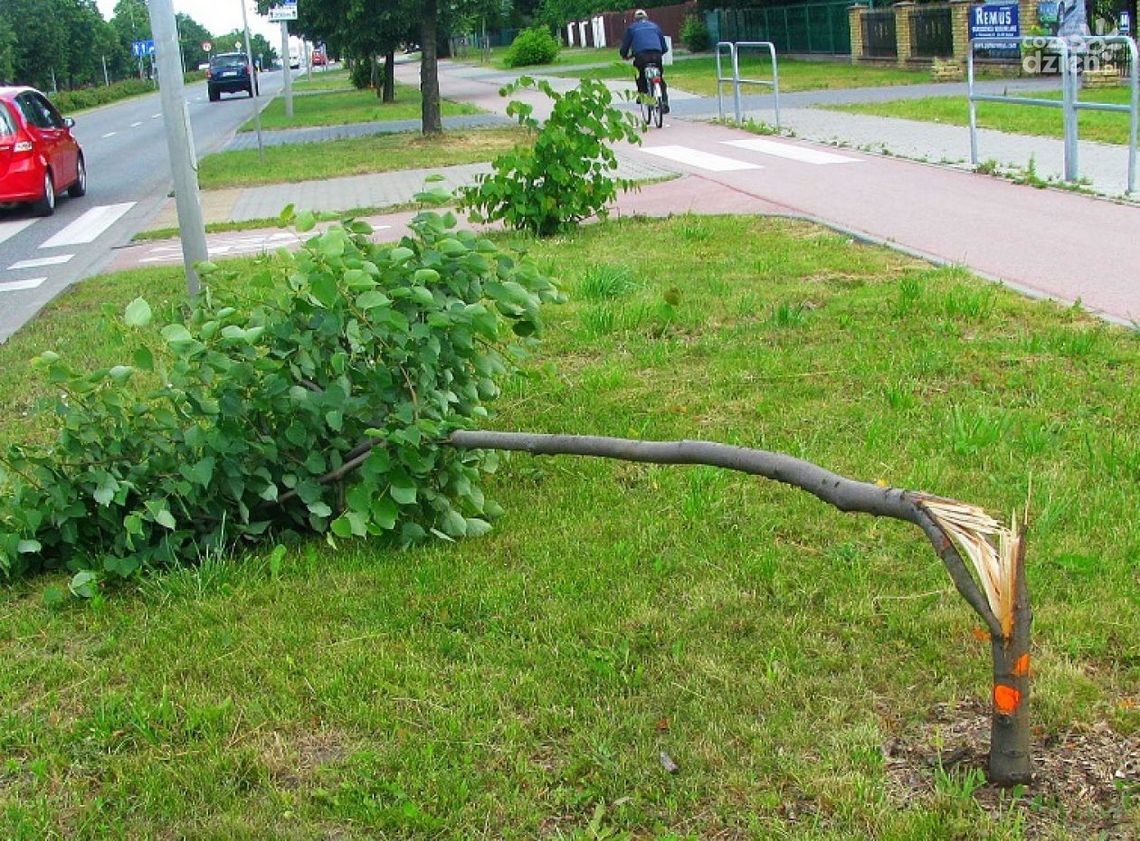 Kolejny raz wandale zniszczyli młode drzewka