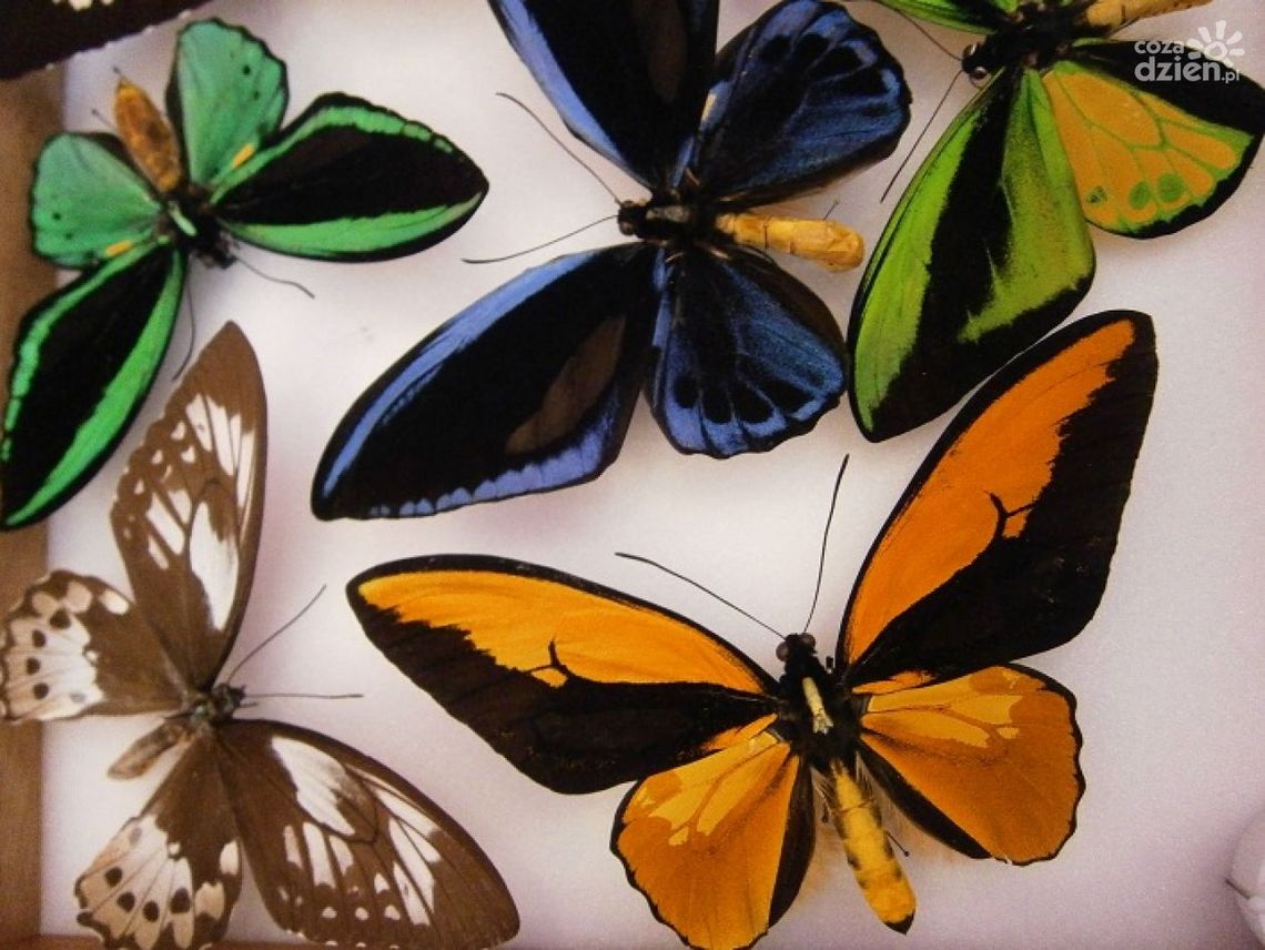 Kolorowy zawrót głowy