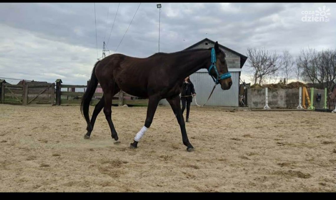 Koń uciekinier odnaleziony