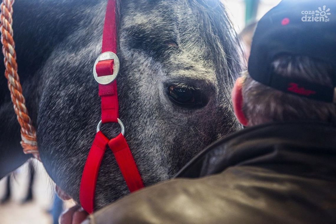 Koń utknął w kanale samochodowym