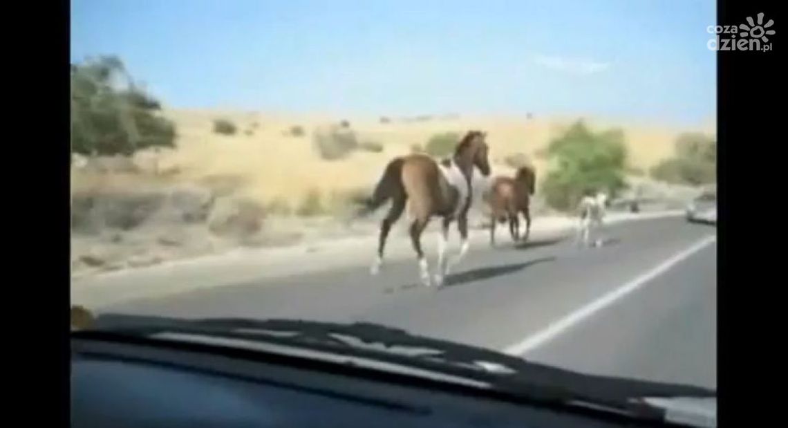 Konie w długiej trasie