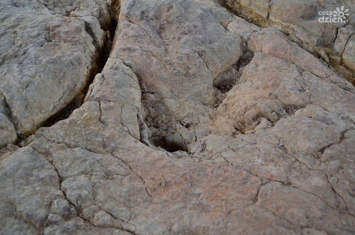 Konserwują ślady dinozaurów