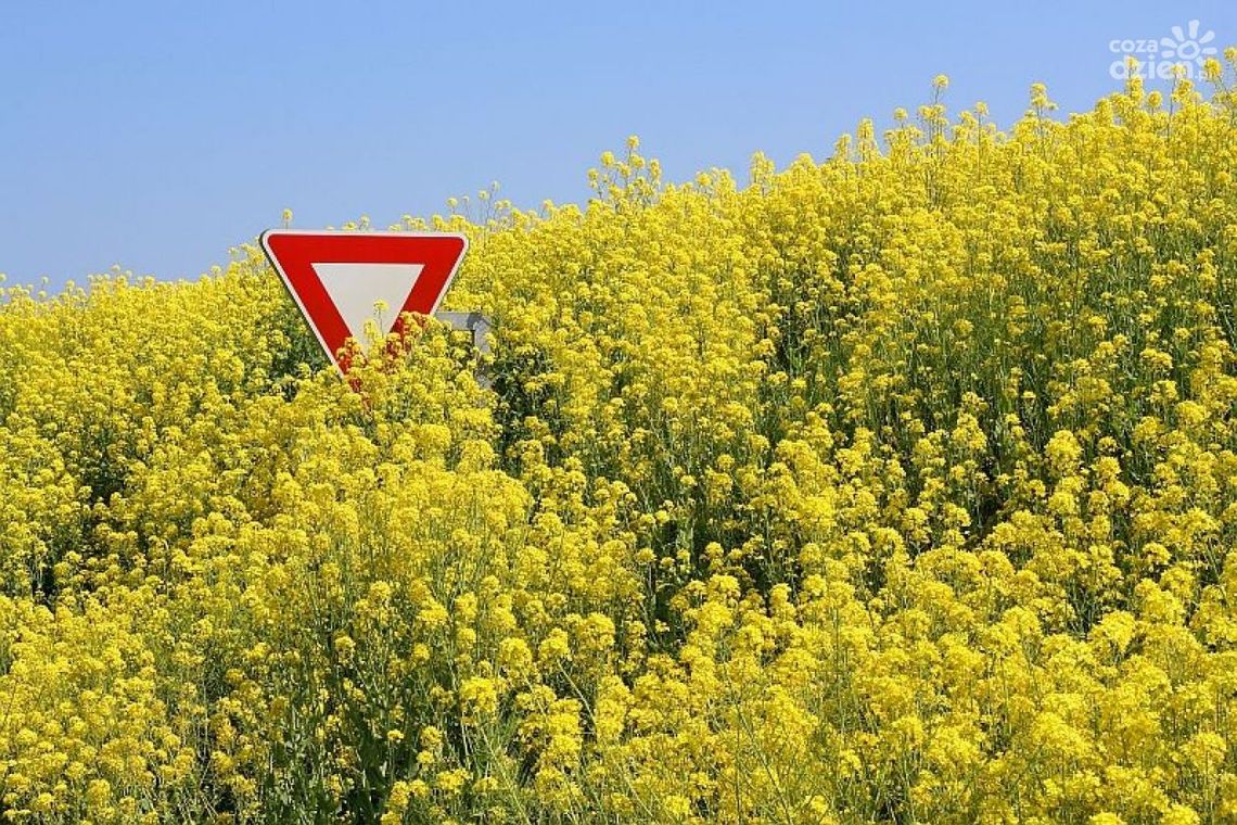 Kontrowersje wokół GMO