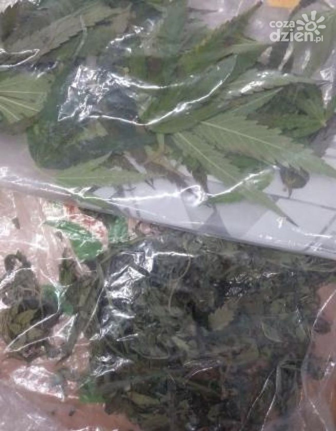 Kozienice. 18-latek z narkotykami zatrzymany
Kozienice. 18-latek z narkotykami zatrzymany