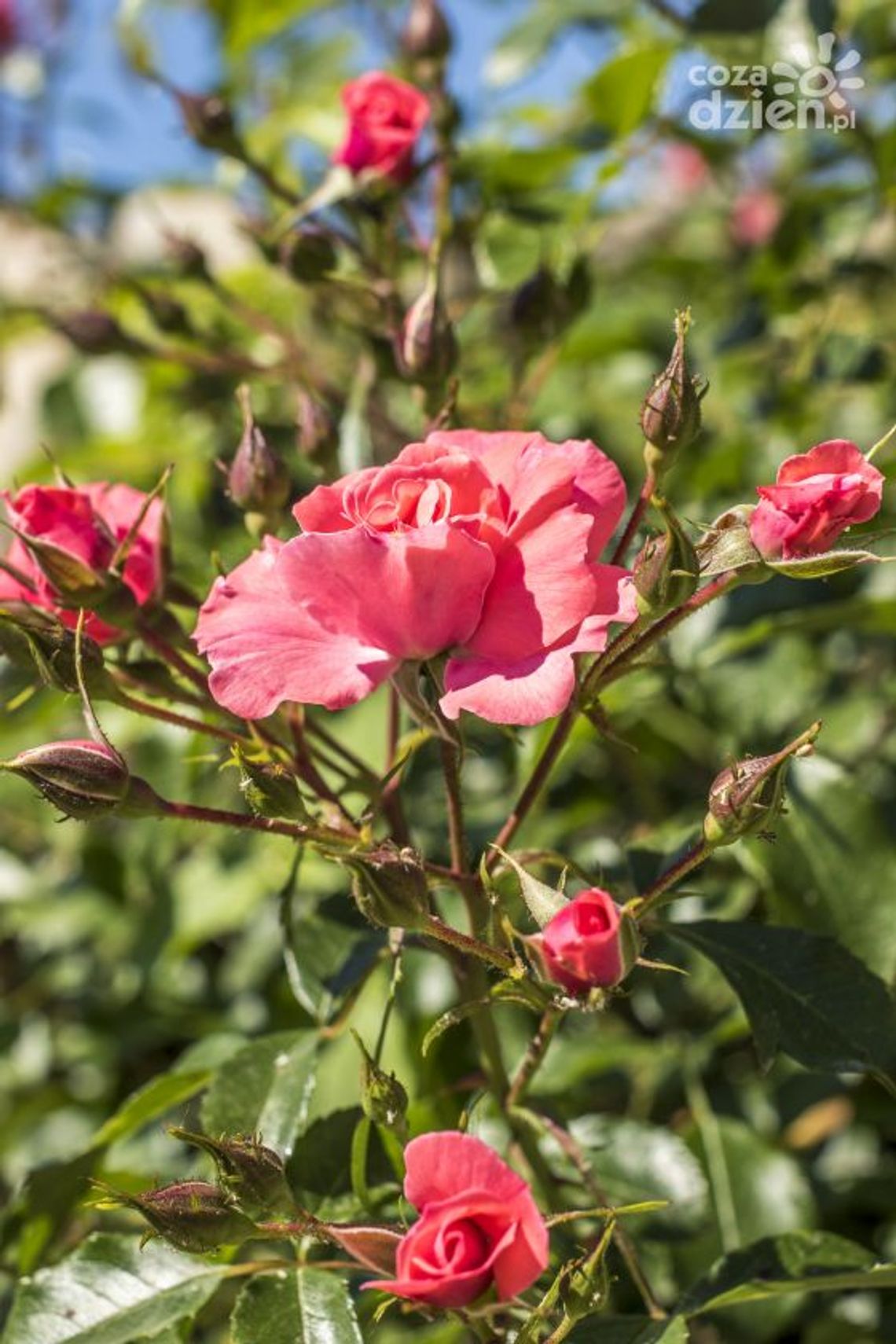 Królowa Magicznych Ogrodów Królowa Magicznych Ogrodów