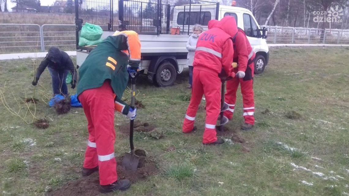 Krzewy przekazała mieszkanka, ZUK posadził