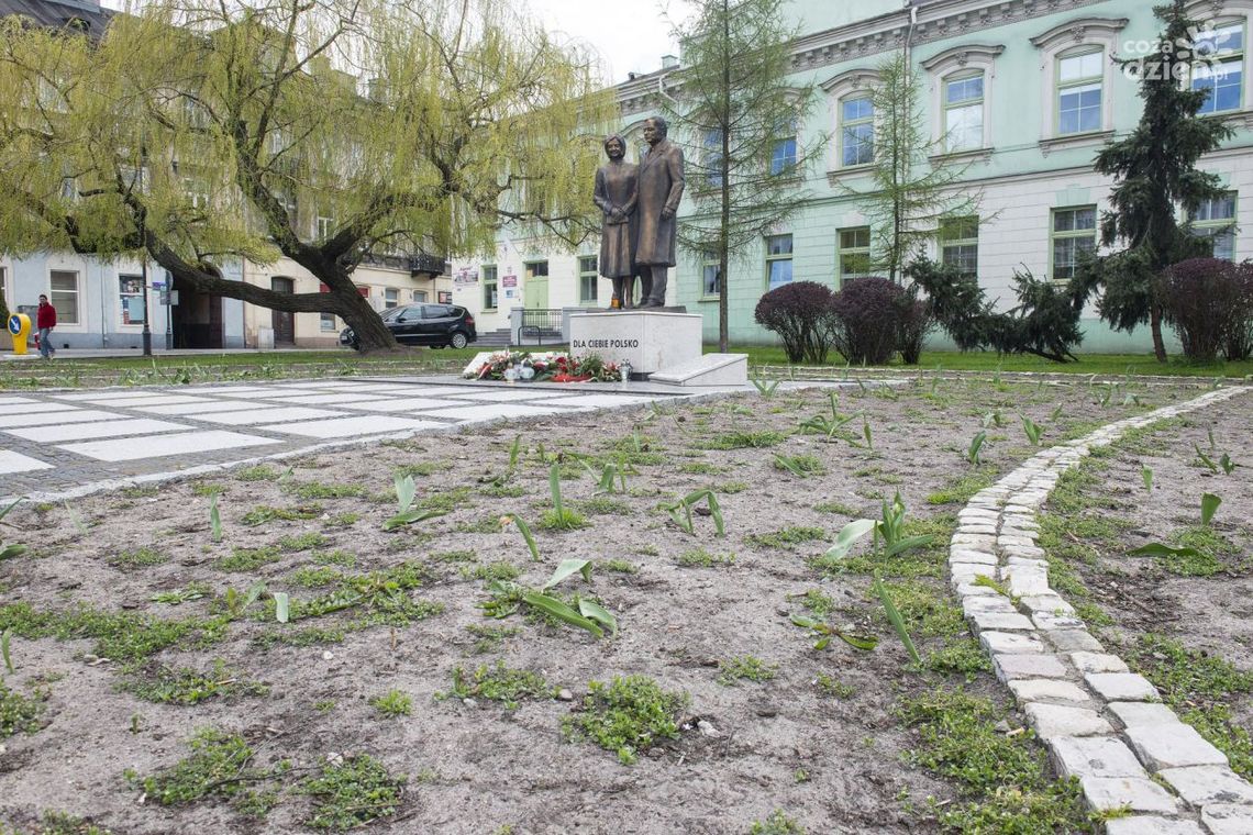 Krzewy róż zamiast tulipanów przy pomniku