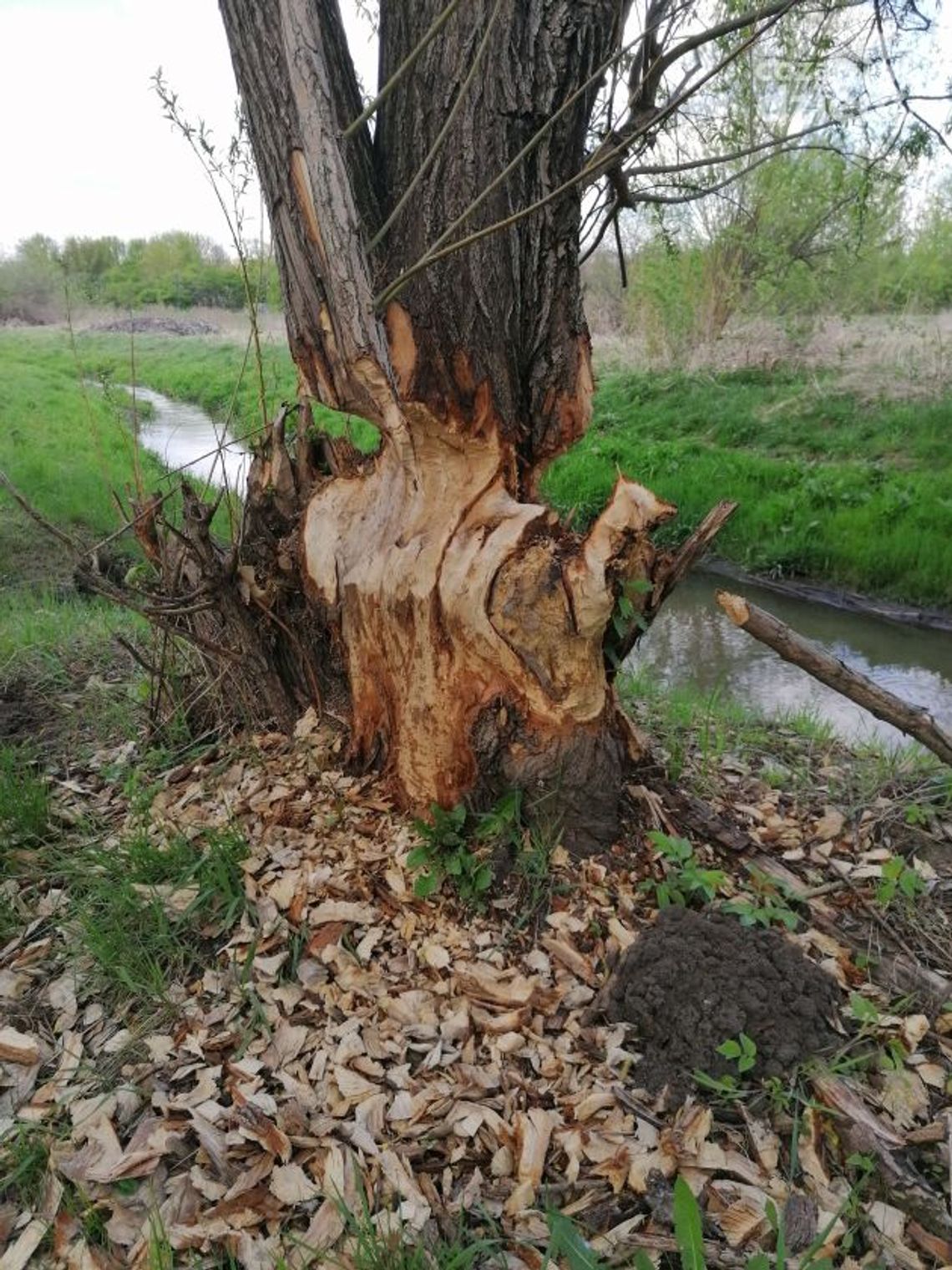 Kto zniszczył tamę na Mlecznej?