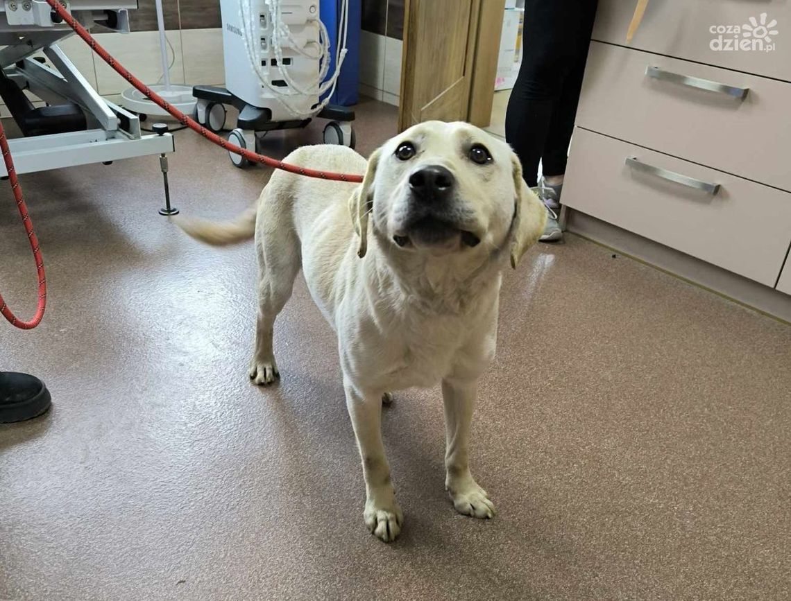 Ktoś drastycznie wykastrował labradora. Trwają poszukiwania sprawcy Ktoś drastycznie wykastrował labradora. Trwają poszukiwania sprawcy