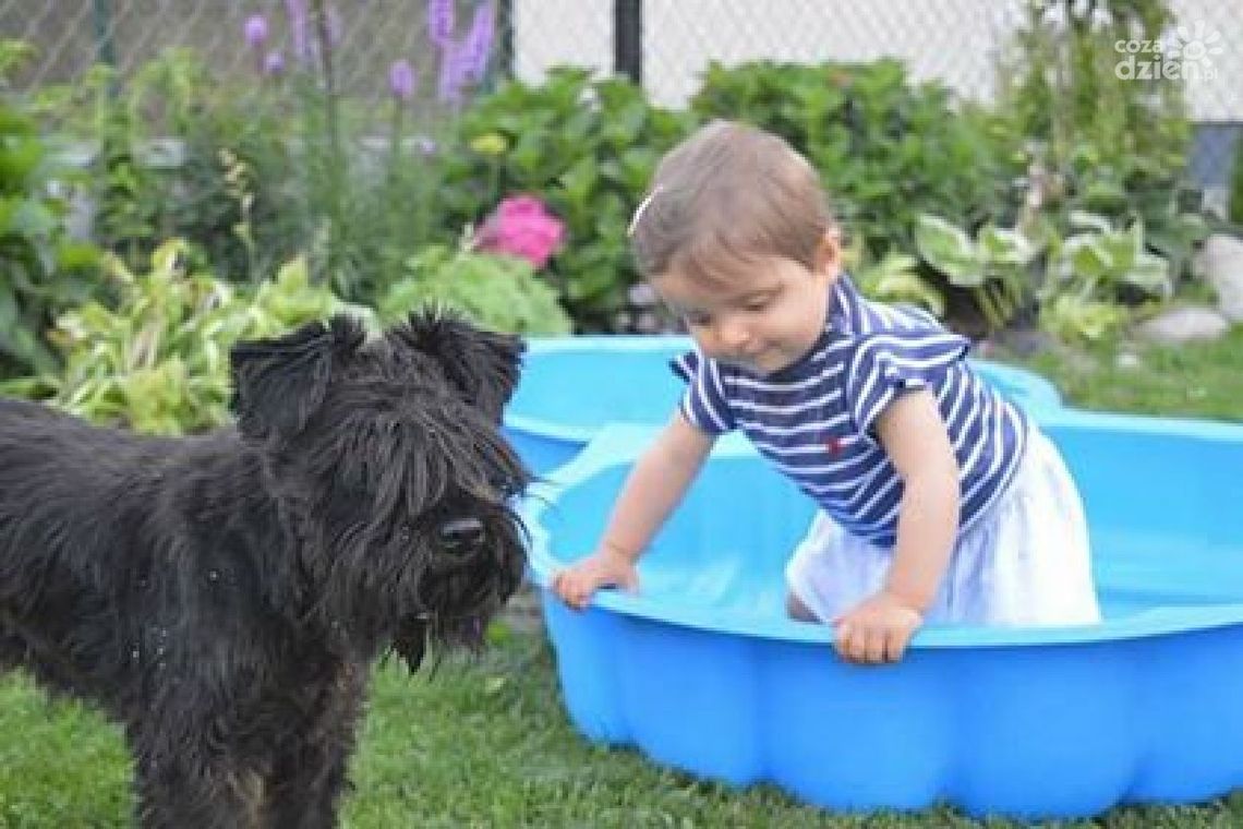 Ktoś zabrał psa spod szkoły? Ktoś zabrał psa spod szkoły?