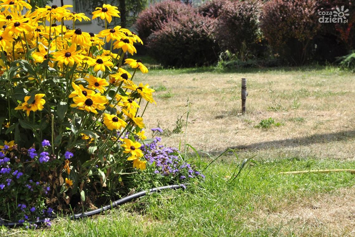Kwiaty podlewają, a trawa usycha!