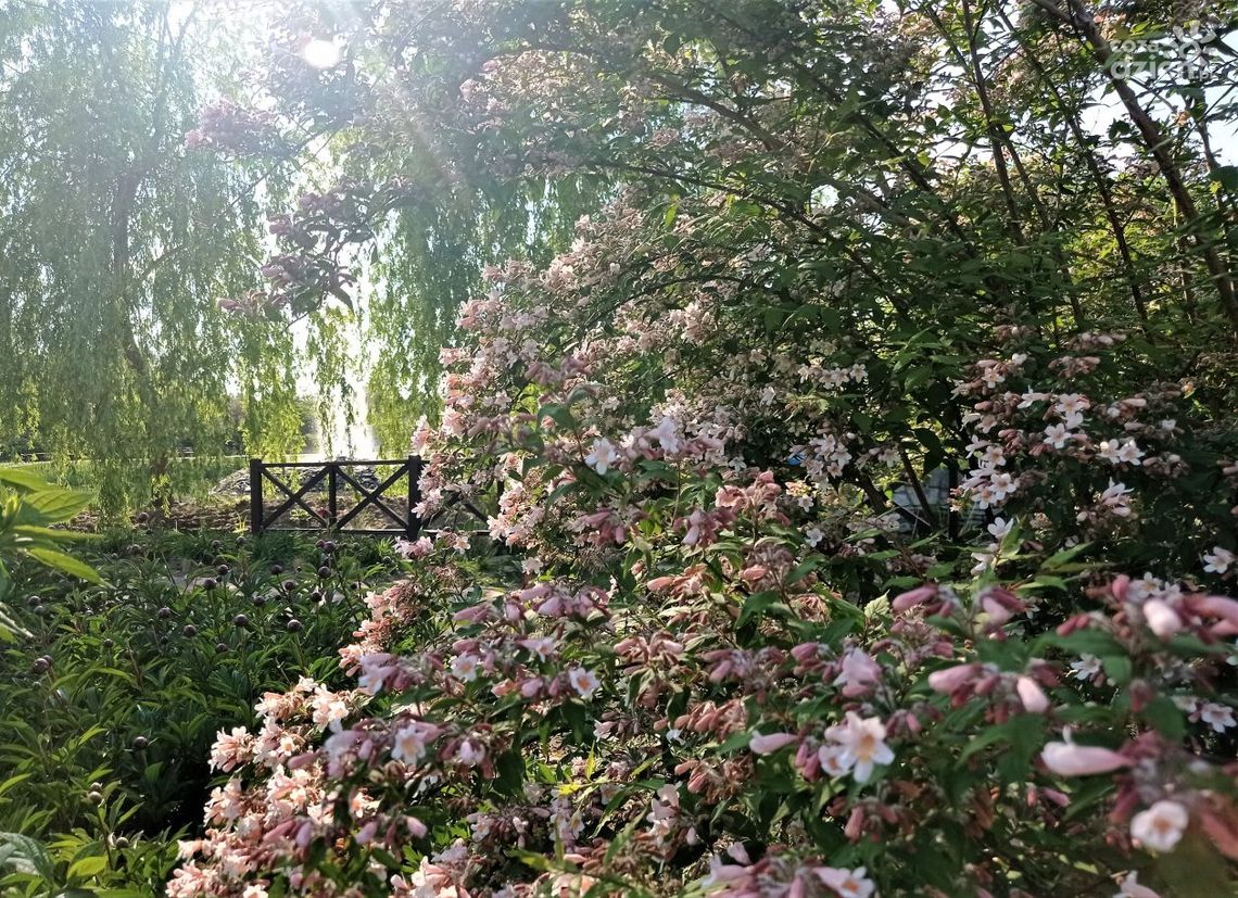 Kwitnące Magiczne Ogrody