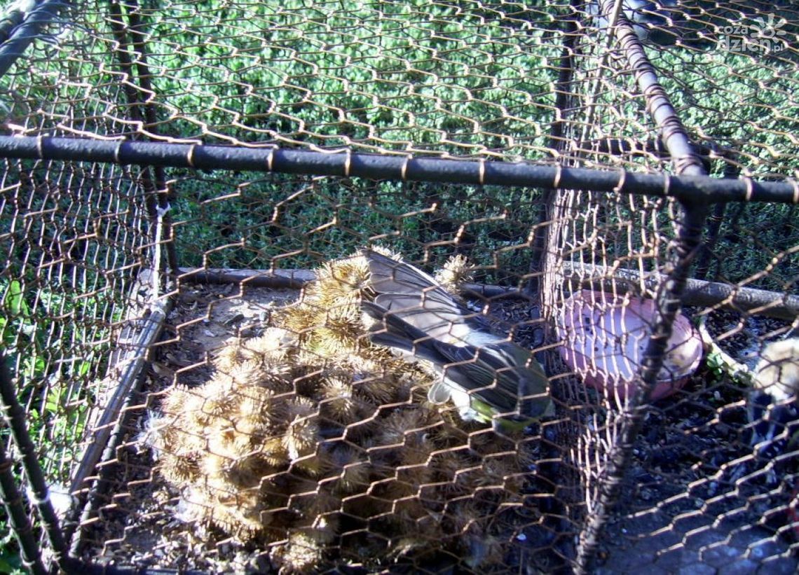 Łapali ptaki w centrum miasta