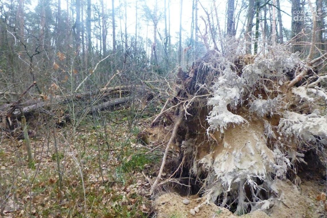 Leśne szlaki zamknięte. Sprzątają po wichurze Leśne szlaki zamknięte. Sprzątają po wichurze