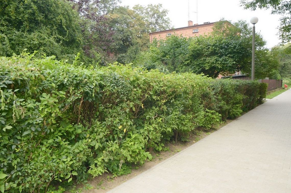 Lokatorzy wściekli na SM "Nasz Dom"